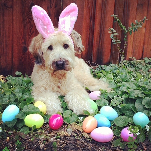 Easter Dog
